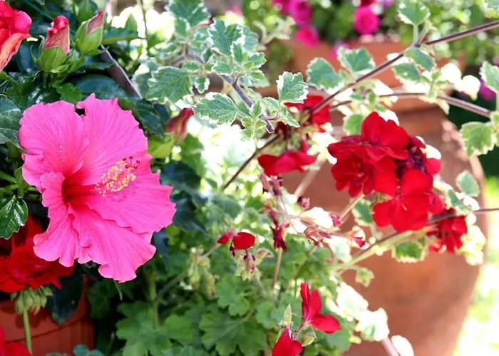 Apartament Elbaloves Appartaments Capoliveri (Isola d'Elba)